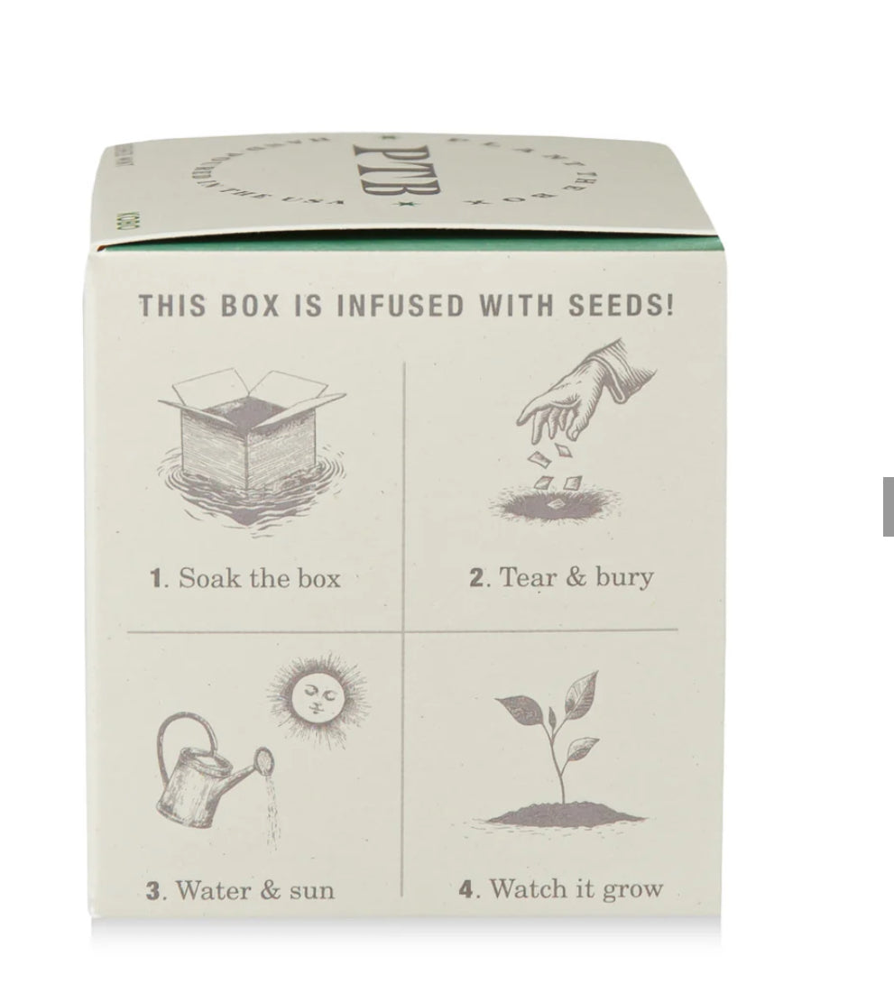 Crushed Mint Plant The Box Candle
