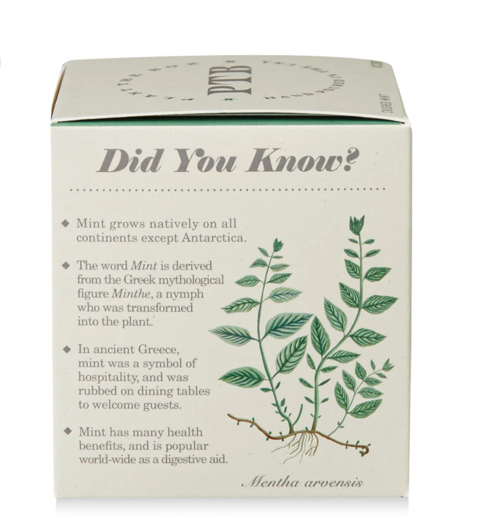 Crushed Mint Plant The Box Candle