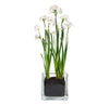 Amaryllis or Paperwhite  Winter Garden