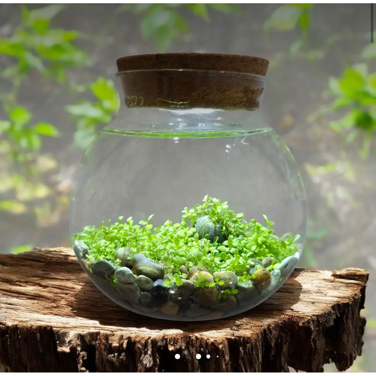 Indoor Waterplant Garden