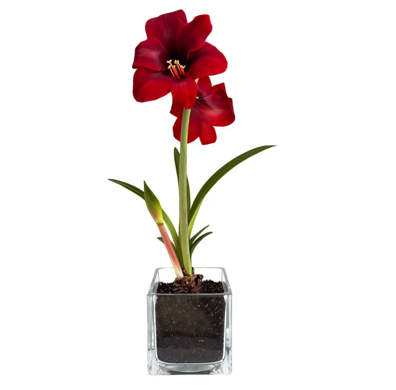 Amaryllis or Paperwhite  Winter Garden