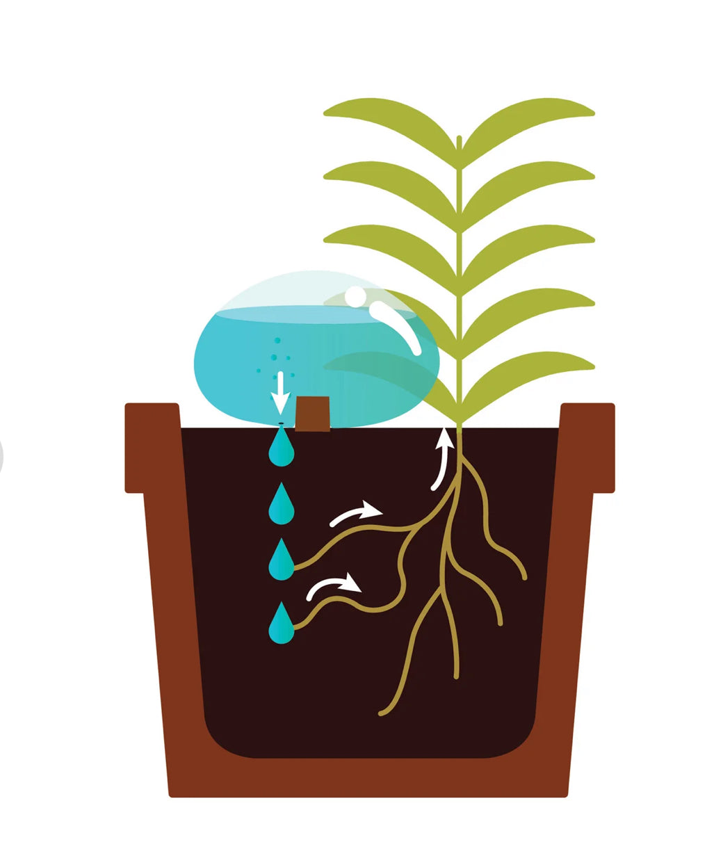 Showing how water is absorbed by plant 