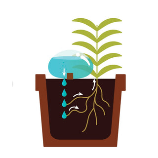 Showing how water is absorbed by plant 