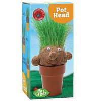 Pot Head Grass