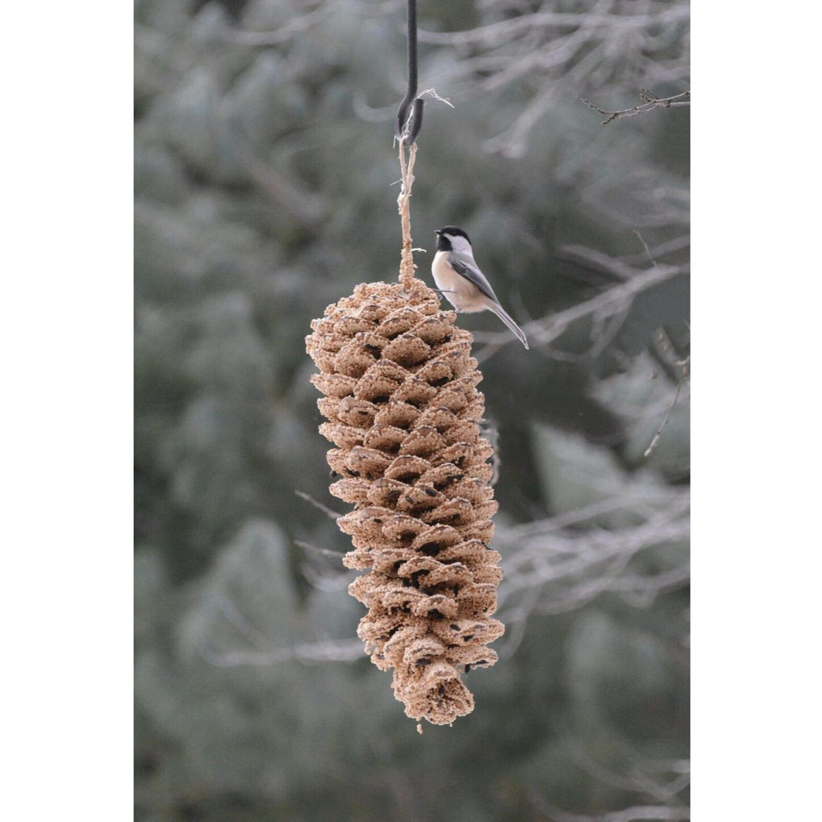 Giant Sugar Pine Cone Bird Feeder